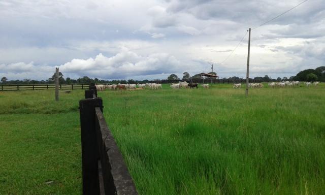 8271 | fazenda à venda em poconé mt - Foto 6