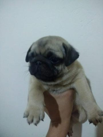 Pug - Foto 2