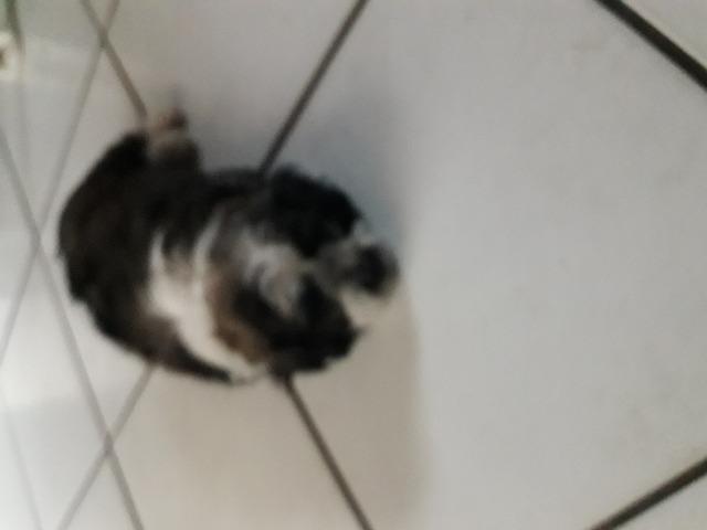 Cachorra - Foto 5