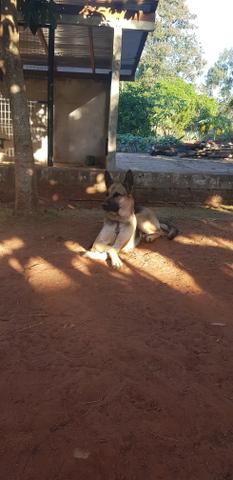 Filhote Pastor Alemão - Foto 4