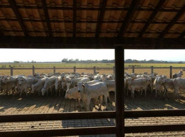 4342 Hect Em Barra Do Garça podendo virar soja.(Fazenda modelo difeênciada) - Foto 18