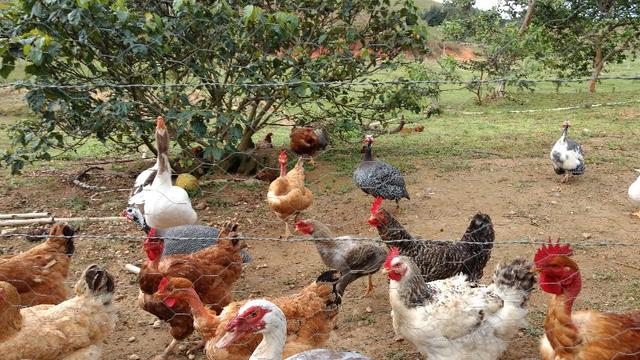 Fazenda 30 Alq. Ibiraçu/ES-Plana 60%-Linda, p/Gado etc, Muita Água - Foto 15