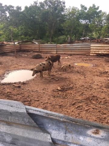 Chácara à venda em Km 21, Nossa senhora do livramento cod:CH00001 - Foto 6