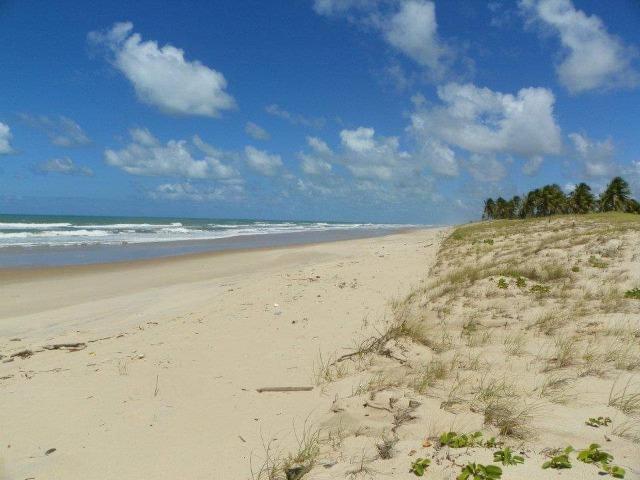 Sítio 87,23 tarefas frente ao mar em Costa Azul - Foto 8