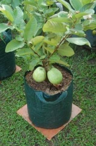 Sementes de goiaba tailandesa gigante e outras - Foto 2