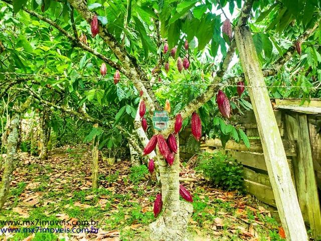 Ubaitaba. Fazenda com o melhor custo beneficio de 400 Hectares - Foto 15