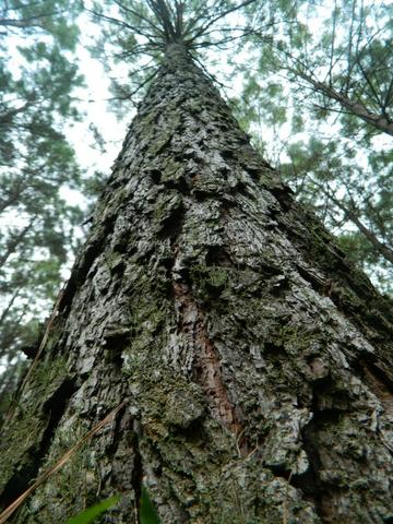 Floresta de Pinus - Foto 2