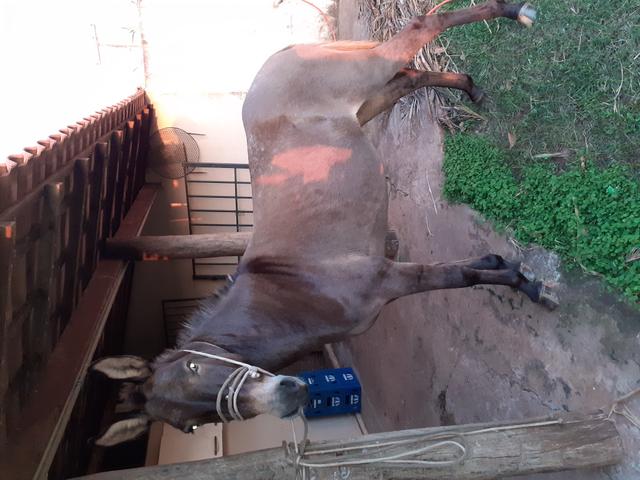 Vendo ou troco mula xucra - Foto 5