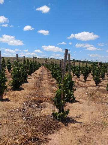 Propriedade rural Nova Venécia