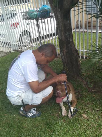 Passeador e Adestrador de cães - Foto 3
