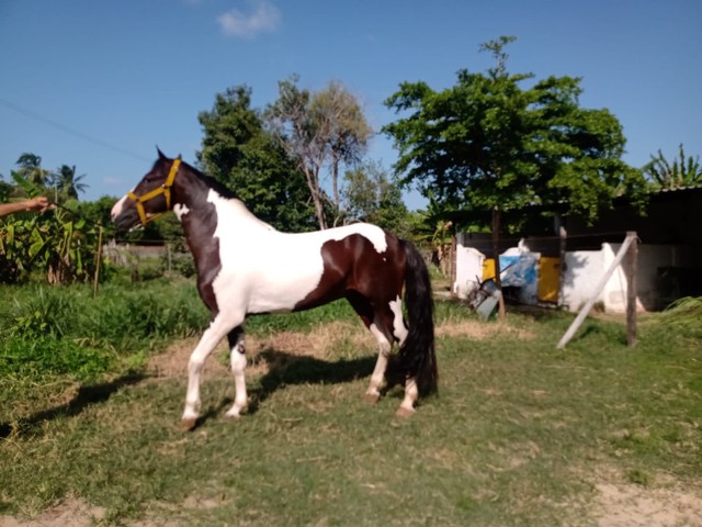 Lindo cavalo mangalarga pampa homozigoto 