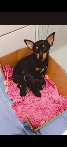 Vendo filhotes de pinscher 