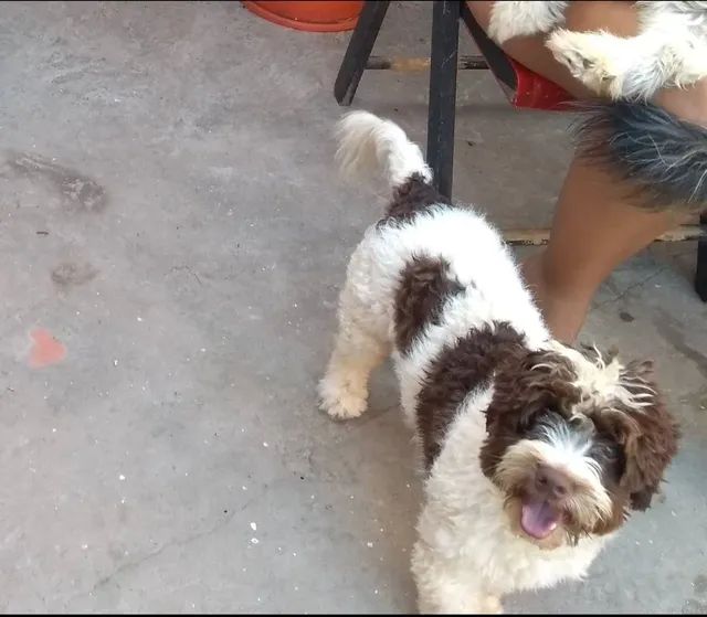 Poodle Macho  - Foto 5