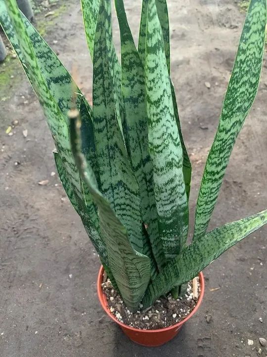 Planta Espada de S. Jorge  - Foto 3