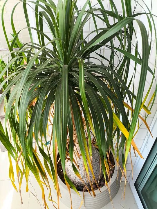 Planta Pata de Elefante com jarro Leroy Merlin - Foto 4