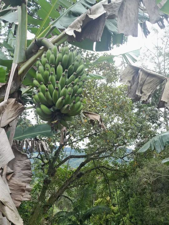 Chácara em Amaro, Varginha  - Foto 3