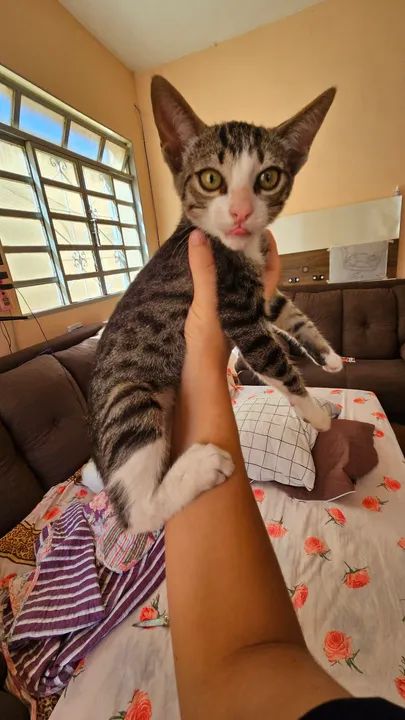 Filhote macho para adoção. Me responsabilizo pela castração.