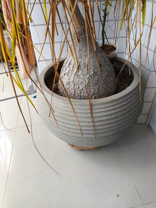 Planta Pata de Elefante com jarro Leroy Merlin - Foto 2
