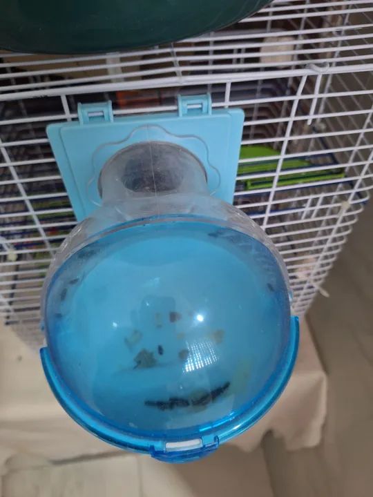 Hamster fofinho com kit completo - Foto 5