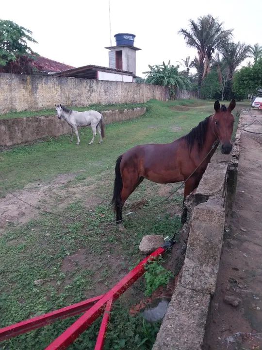 Casal de Cavalos  - Foto 5