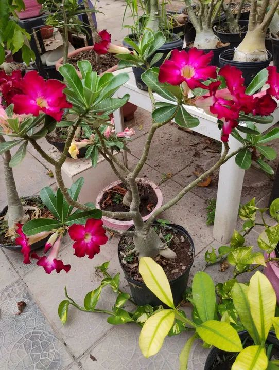 Rosa do deserto  - Foto 3