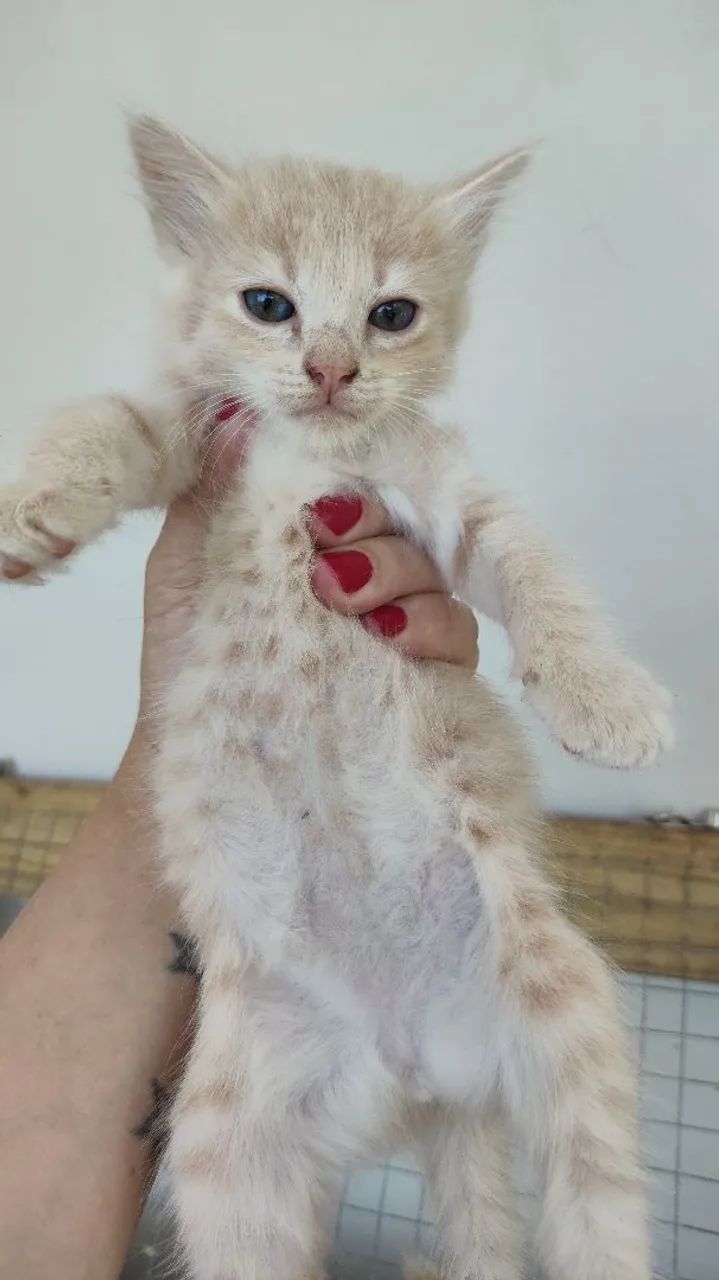 Kitten Donation64842118127873120