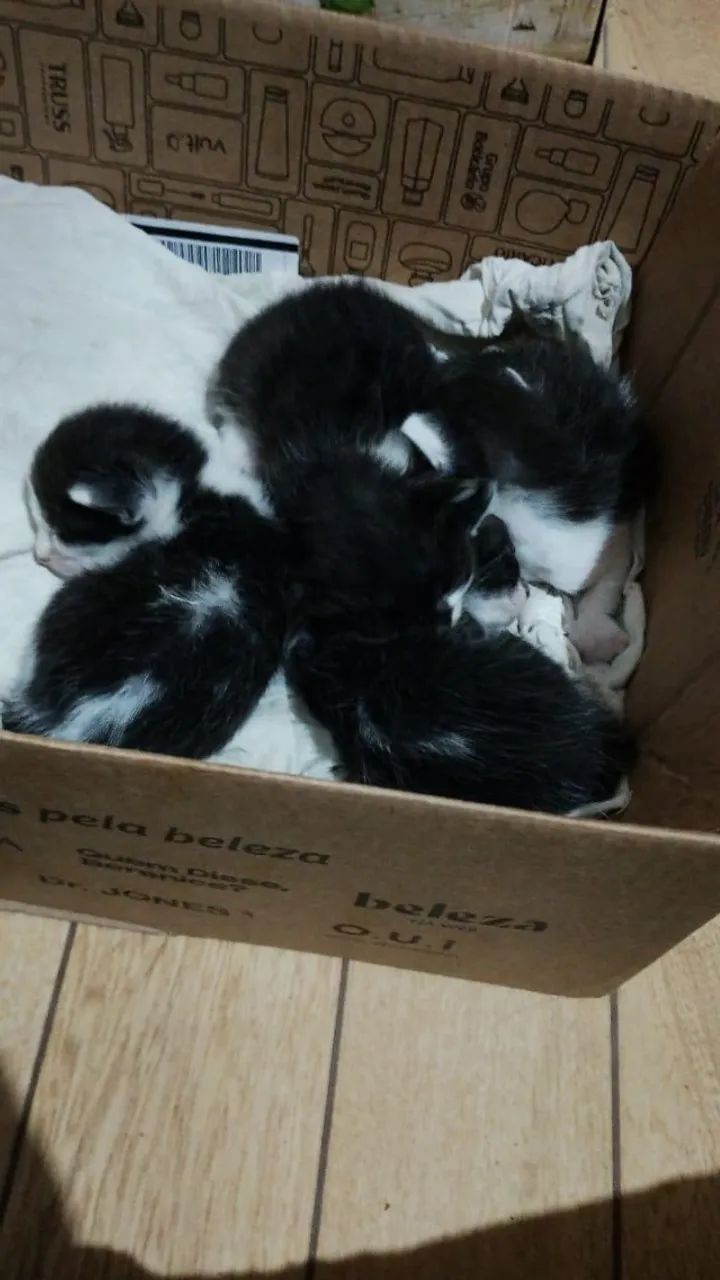 gatos para adoção !