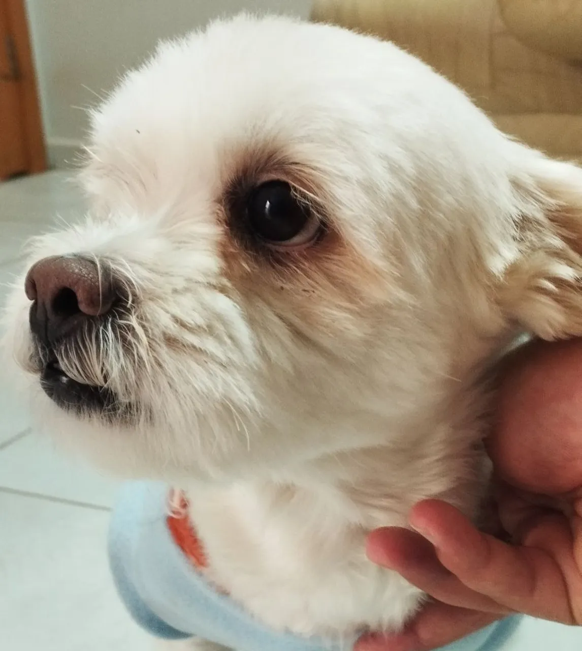 Filhote de Shih Tzu para adoção