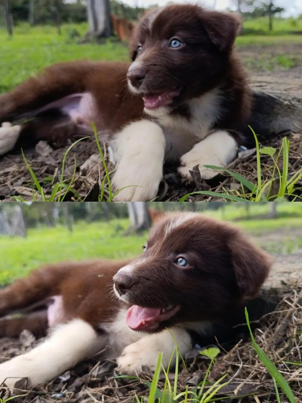 Filhote de Border Collie com cores exóticas