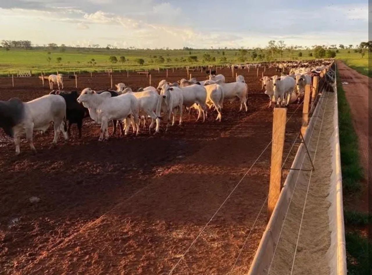Fazenda em nova Andradina  - Foto 5