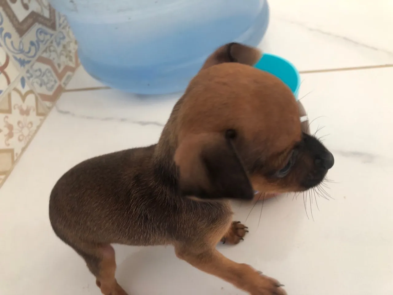 Filhote de Pinscher macho