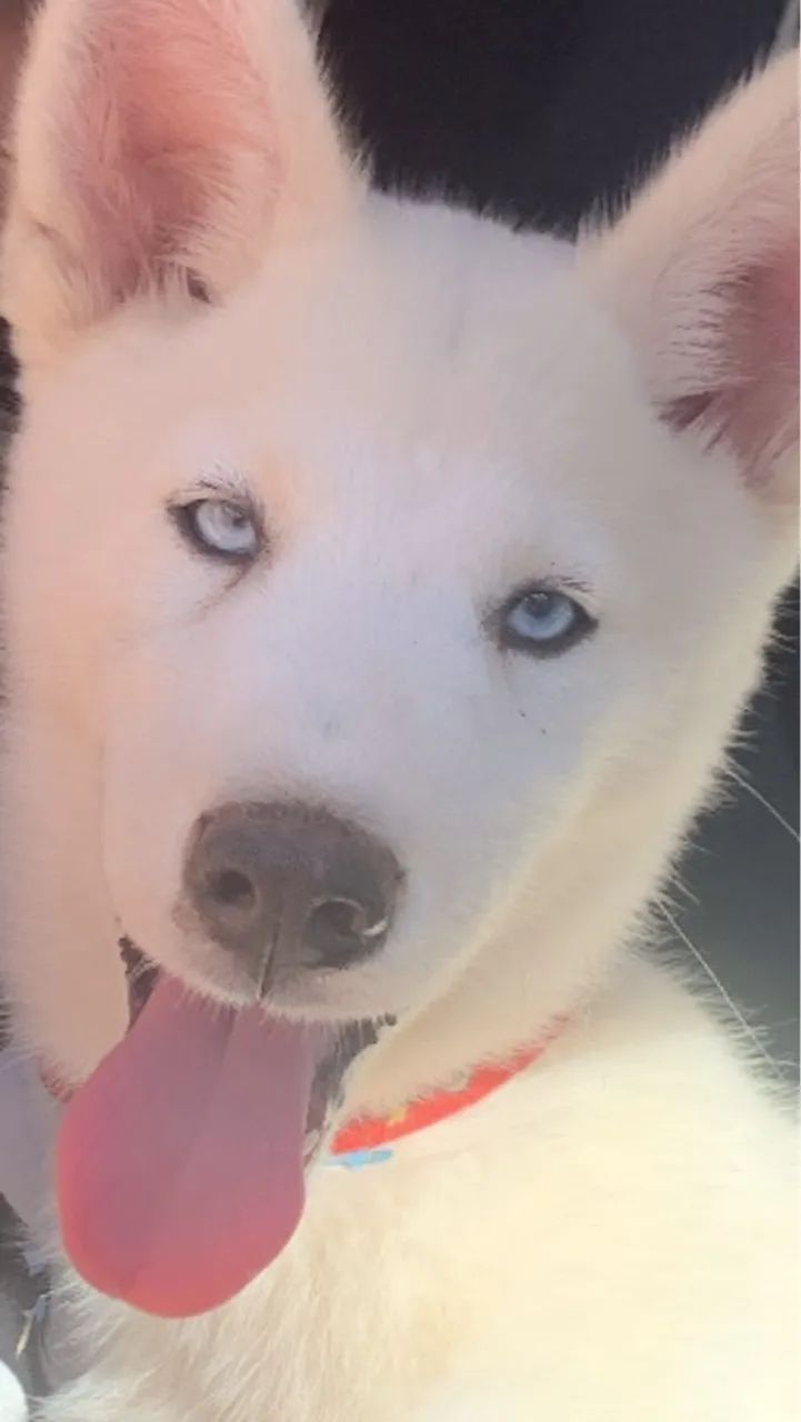 Husky siberiano  raro, branco ,4 meses 