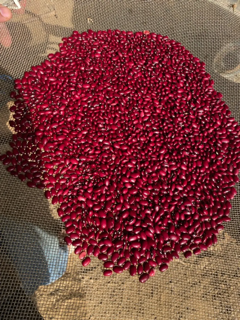 Feijão Novo 6,50 $ kg