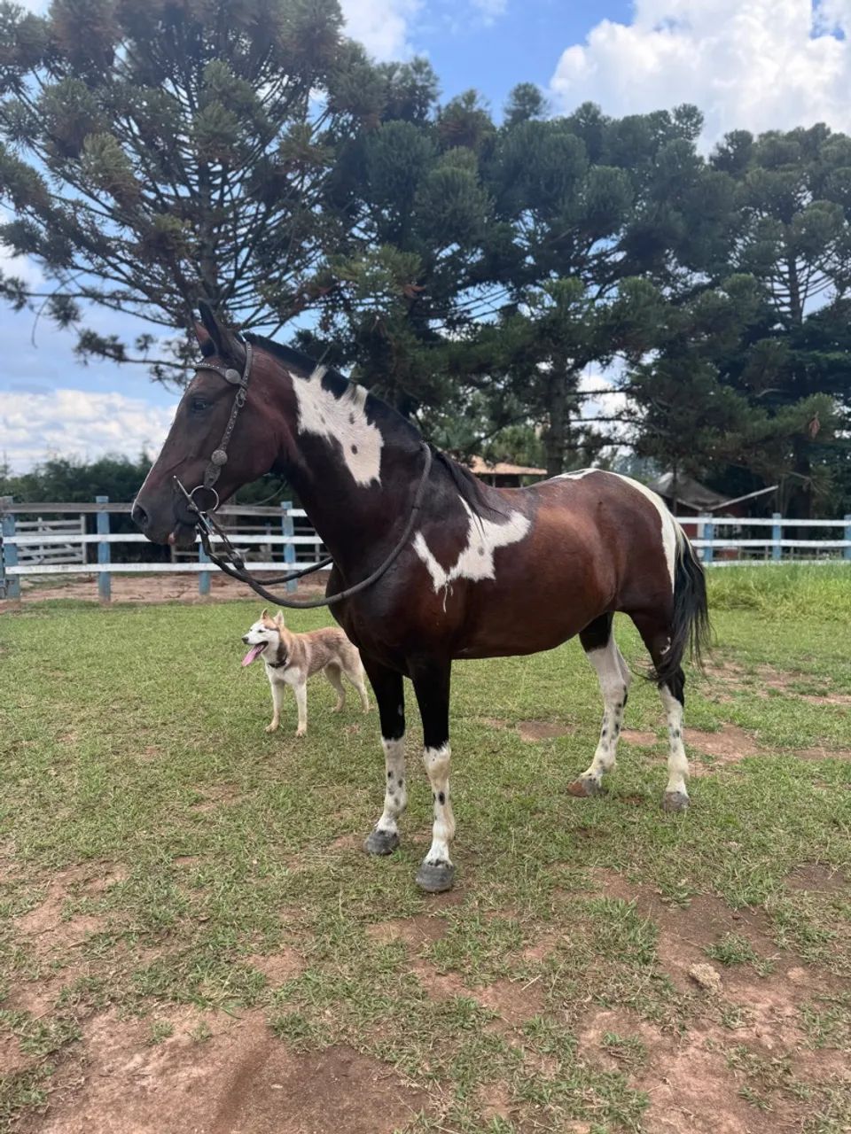 Égua pampa homozigota registrada  - Foto 3