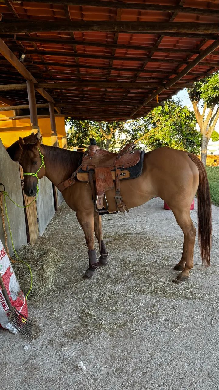Égua de Team Roping à venda! - Foto 4