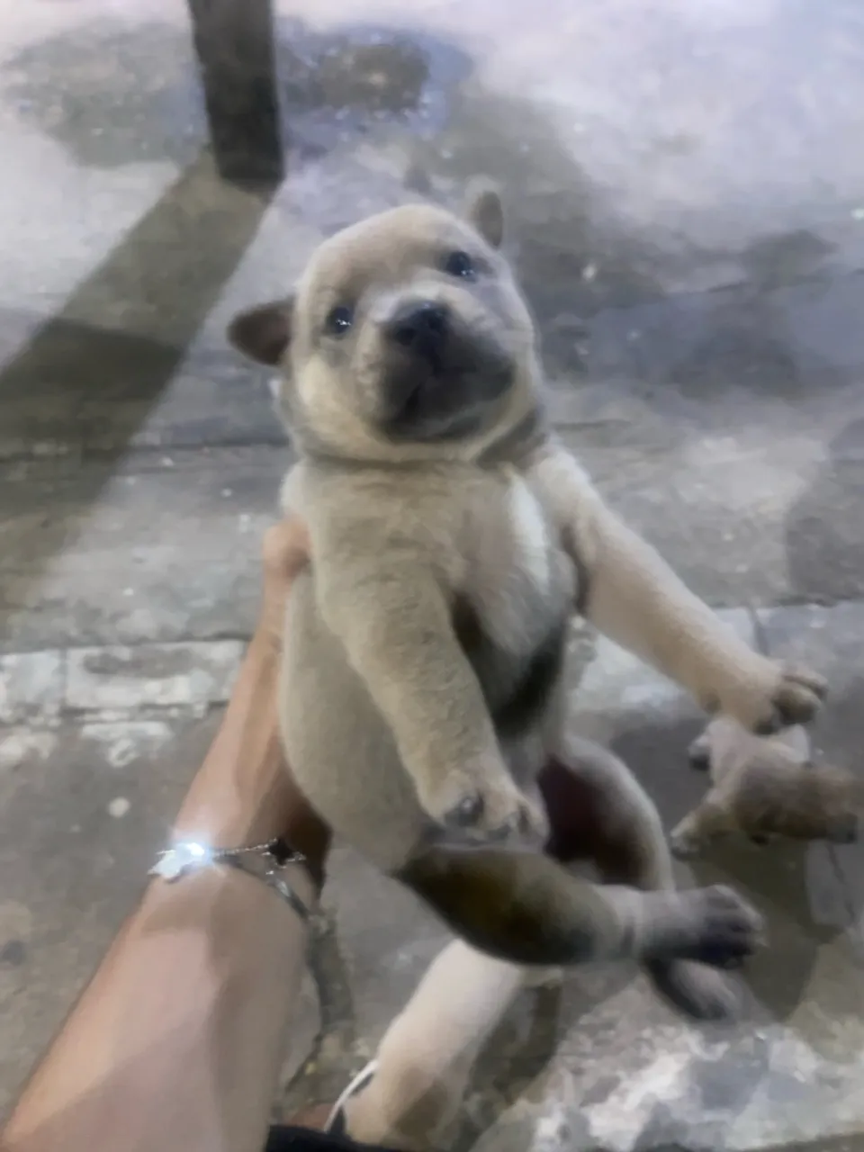 Filhote misturado de chow chow