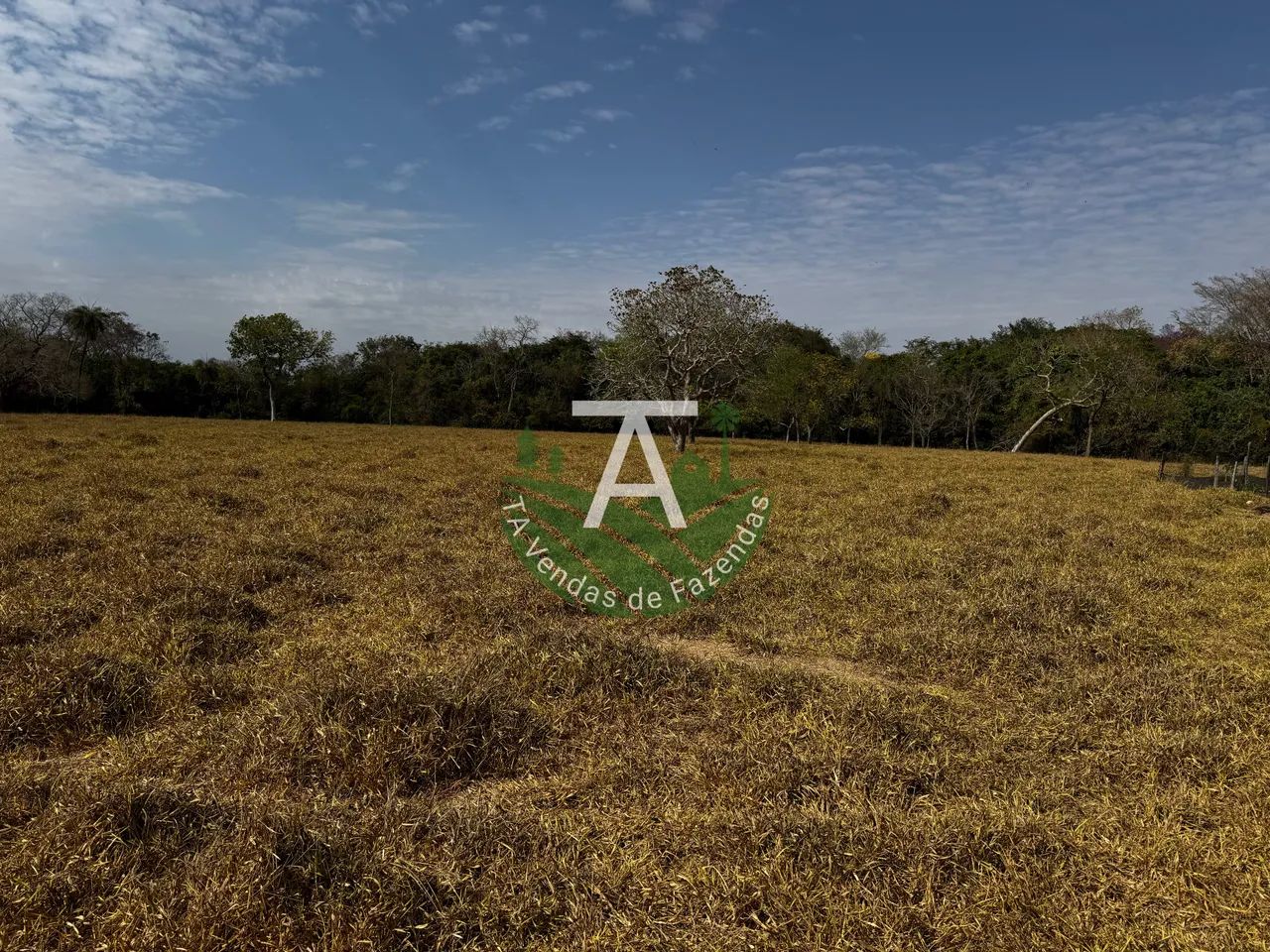 Fazenda de 29,5 alq em Matrinchã GO - Foto 5