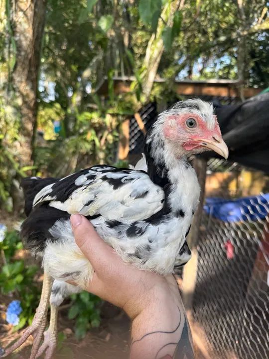 GSB - Galinha Sertaneja Balao - Ovos Galados - Ornamentais