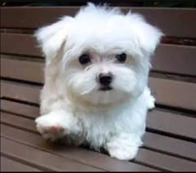 Maltês tamanho micro e padrão, com garantias e suporte veterinário de maneira gratuita! - Foto 2