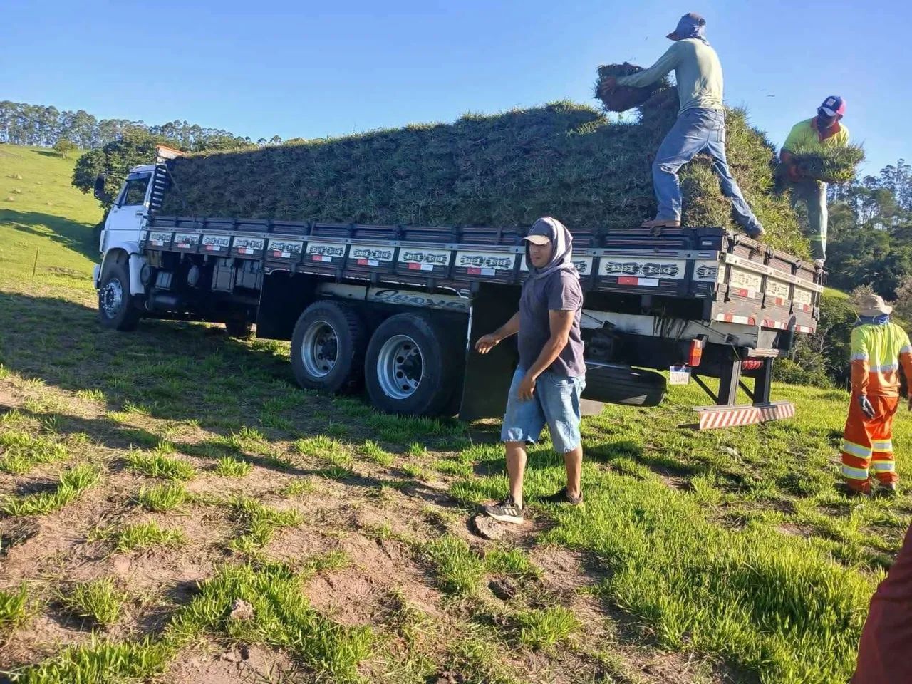 Grama batatais  - Foto 3