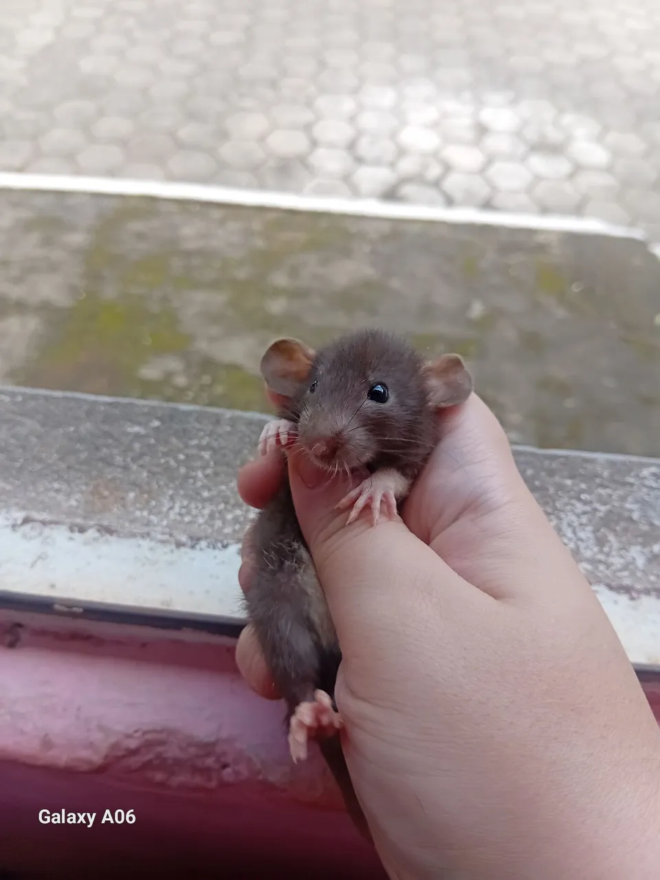 Ratinho de estimação - Filhotes charmosos!