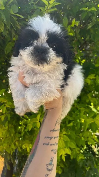 Venda de Shih Tzu - Filhotes Saudáveis, Brincalhões e Adoráveis