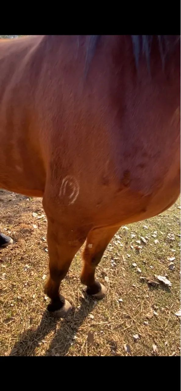 Cavalo mangalarga marchador  - Foto 5