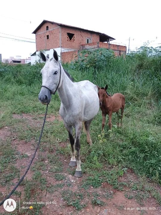 Vendo égua com potro