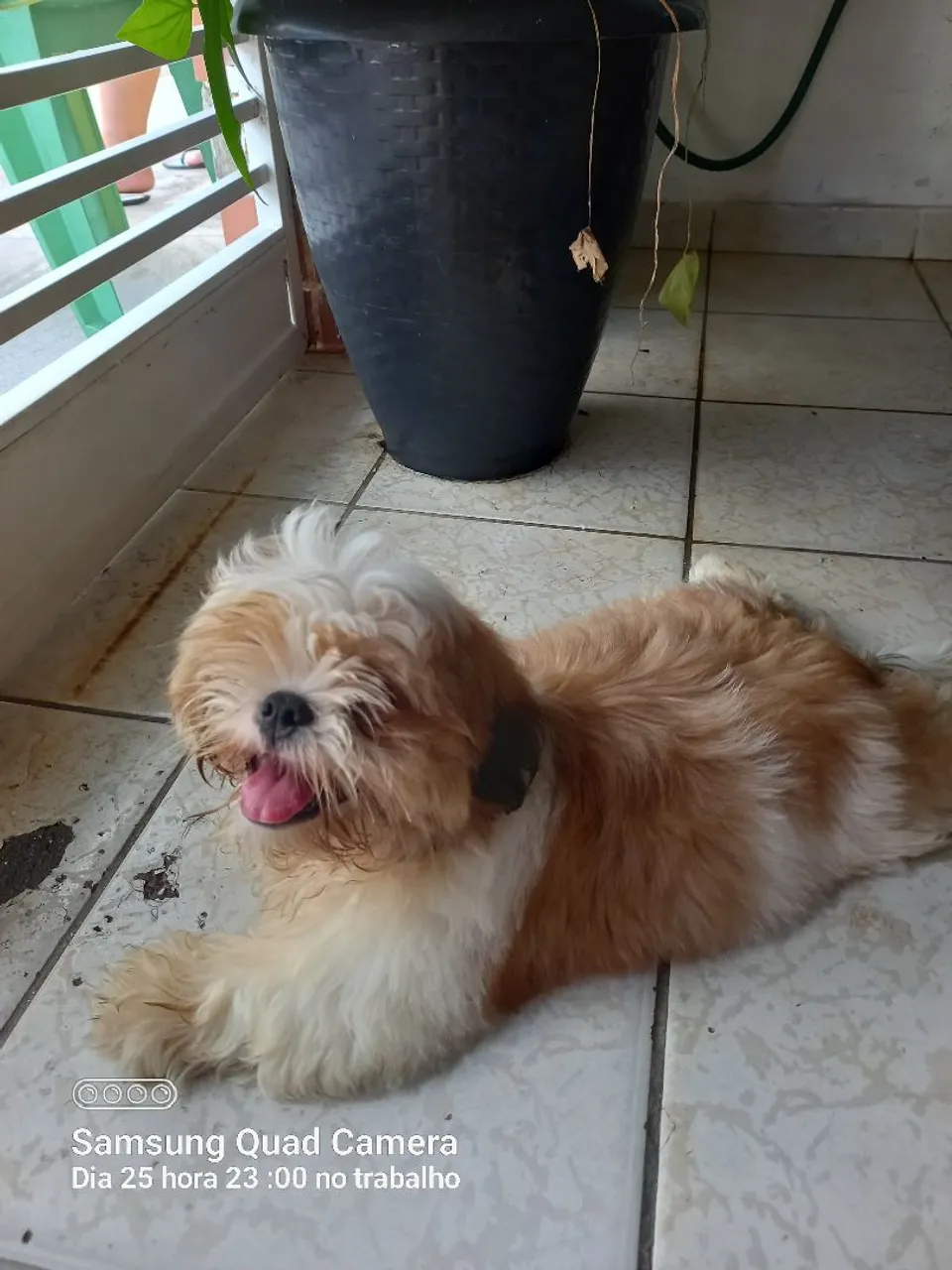 Shih Tzu filhote para vender