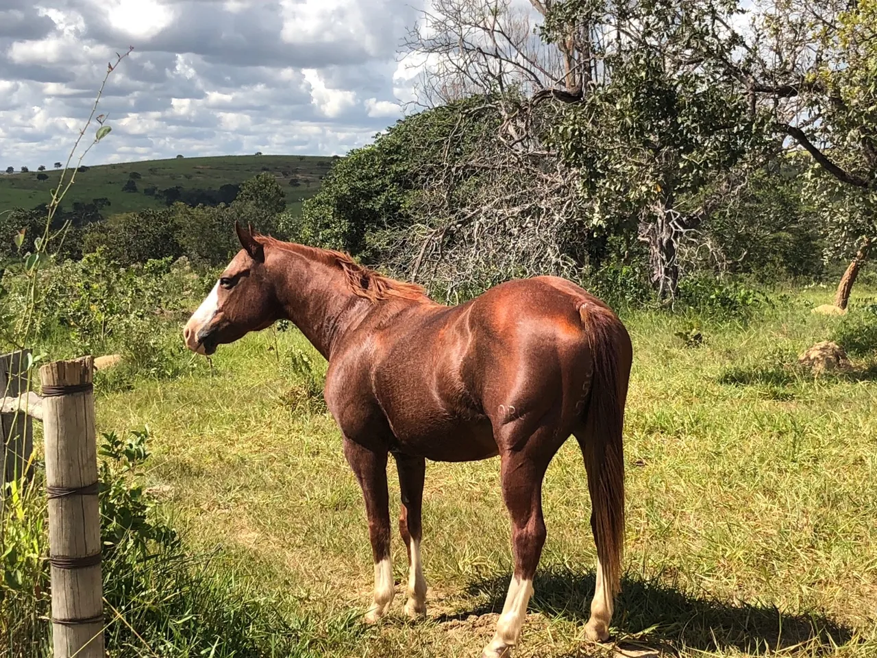 Cavalo Quarto de Milha