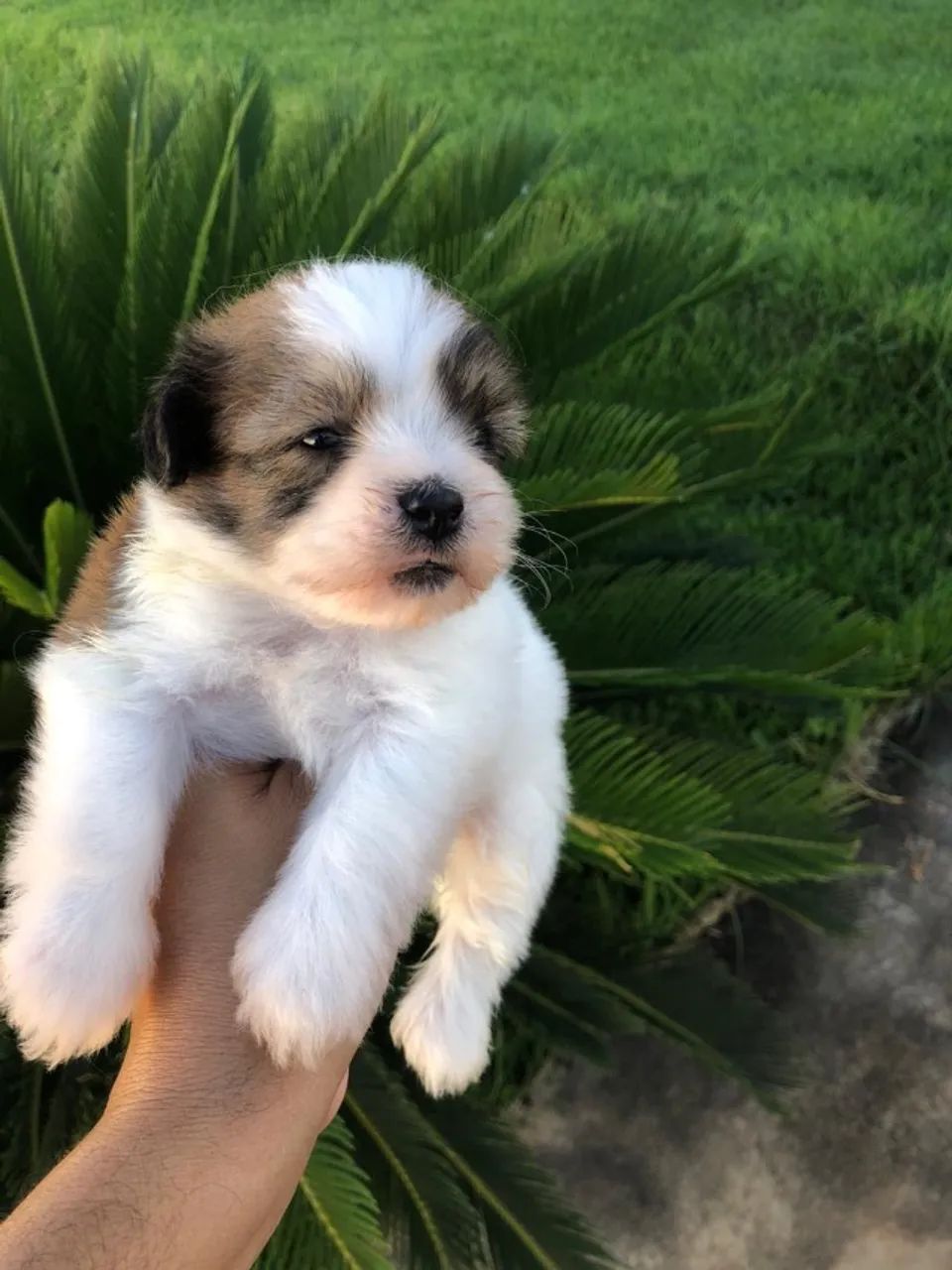 Shihtzu com poodle toy