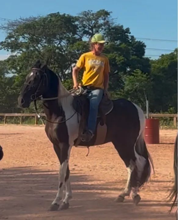 Cavalo Mangalarga / Campolina - aceito propostas - Foto 6
