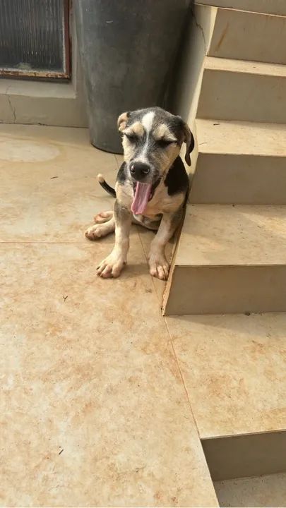 Filhote de cão disponível para adoção - Foto 4