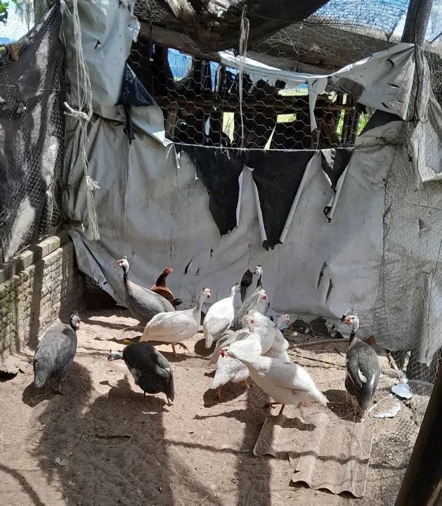 Lote de Galinha D'angola Branca